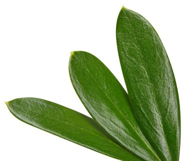 Zeytin yaprağı üzerinde beyaz izole