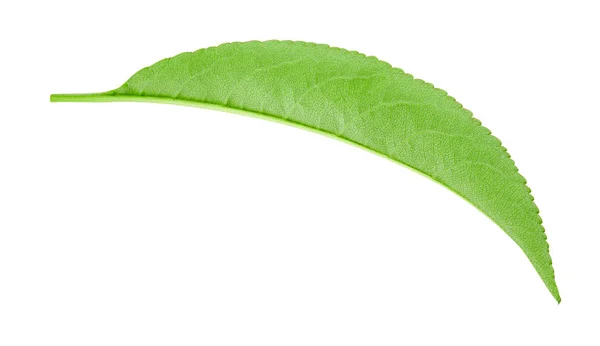 Peach leaf isolated — Stock Photo, Image