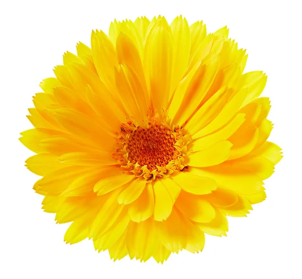 Marigold flower isolated — Stock Photo, Image