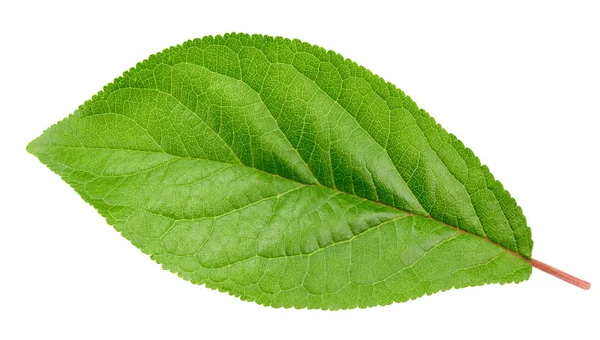 Plum leaf isolated Clipping Path — Stock Photo, Image