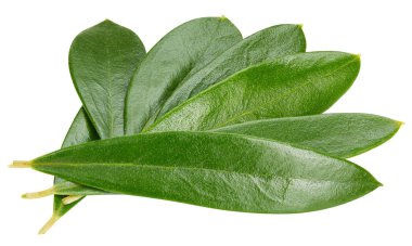 Zeytin yaprağı üzerinde beyaz izole