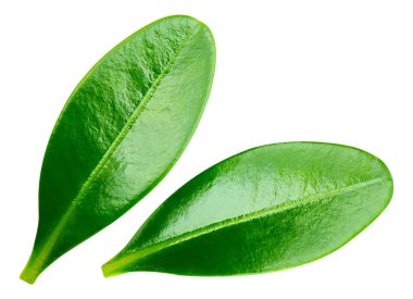 Berry kırpma yolu bırakır