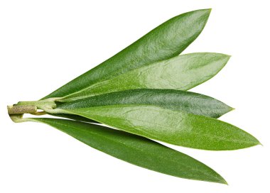 Zeytin yaprağı üzerinde beyaz izole