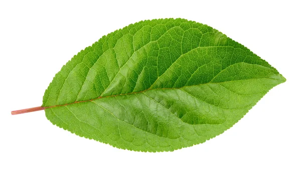 Plum leaf isolerade urklippsbana — Stockfoto