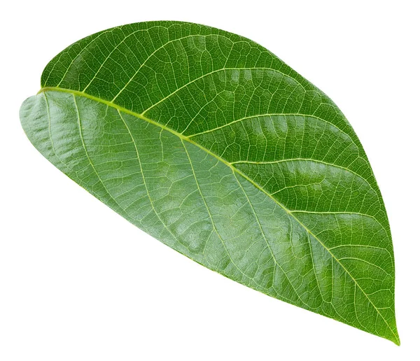 Green leaf isolated — Stock Photo, Image