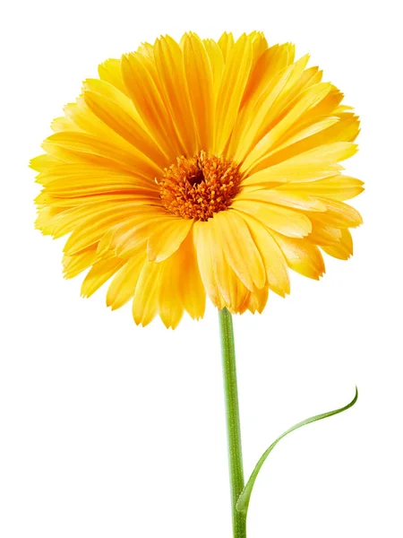 Fiore di calendula isolato — Foto Stock