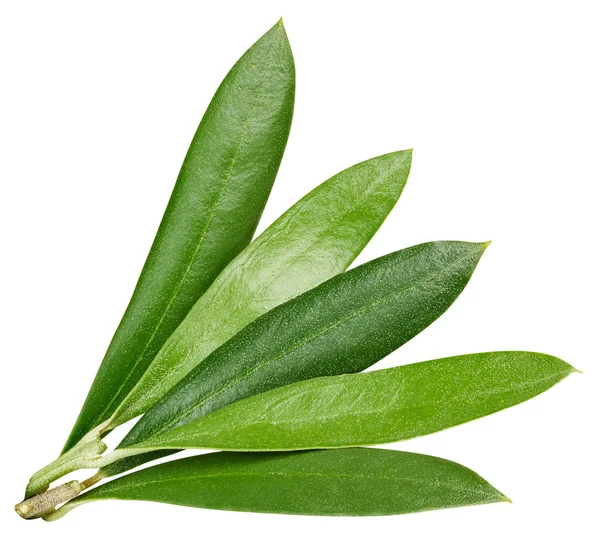 Folhas de oliveira isoladas em branco — Fotografia de Stock