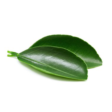 Beyaz üzerine izole edilmiş yapraklar