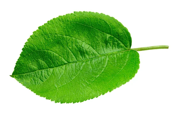 Apple leaf isolerade — Stockfoto