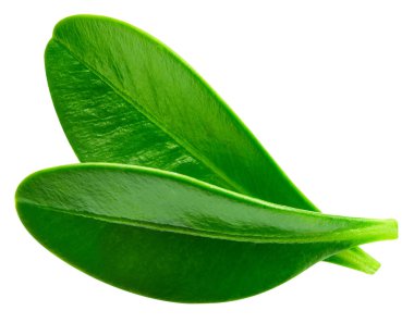 Berry bırakır. Yaprakları üzerinde beyaz izole kırpma yolu arka plan