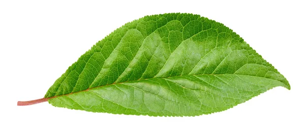 Plum leaf isolerade urklippsbana — Stockfoto