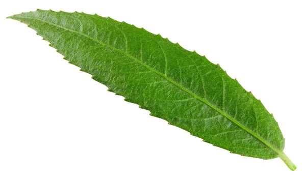 Mandel nötter gröna blad — Stockfoto