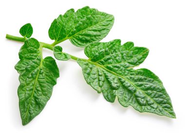 Domates izole bırakır