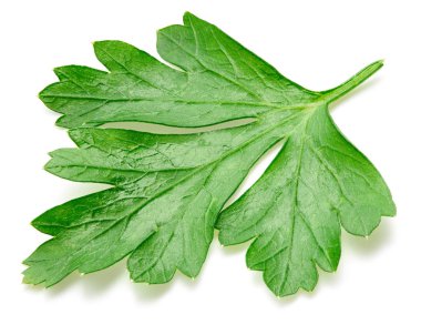 Maydanoz beyazda izole