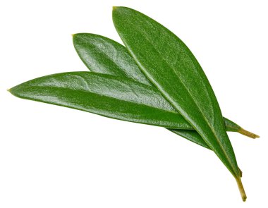 Zeytin yaprağı üzerinde beyaz izole