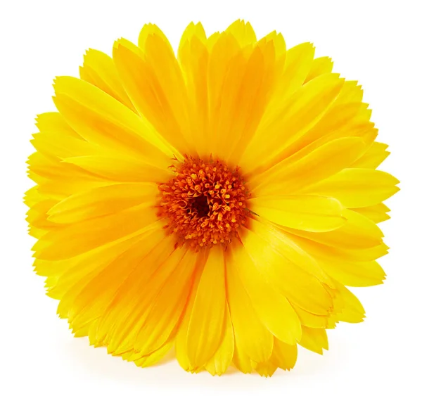 Marigold flower isolated — Stock Photo, Image