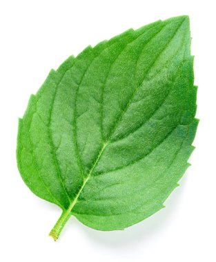 Taze nane izole kırpma yolu