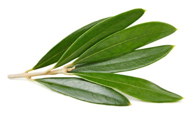 Zeytin yaprağı üzerinde beyaz izole