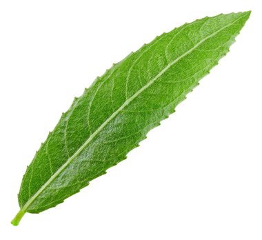 Badem fındık yeşil yaprakları