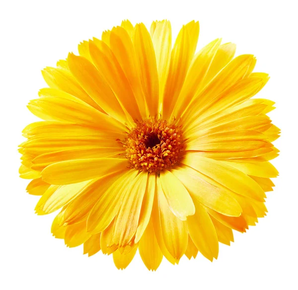 マリーゴールドの花の分離 — ストック写真