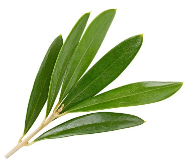 Zeytin yaprağı üzerinde beyaz izole