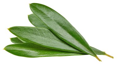Zeytin yaprağı üzerinde beyaz izole