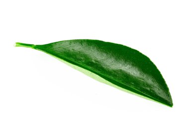 Beyaz üzerine izole edilmiş yapraklar