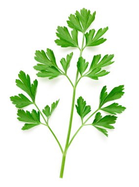 Maydanoz beyazda izole