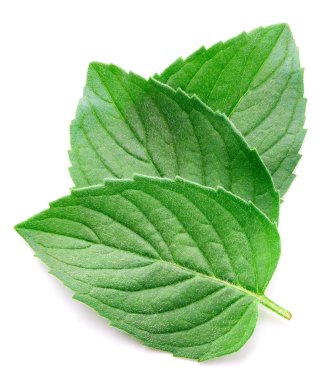 Taze nane izole kırpma yolu