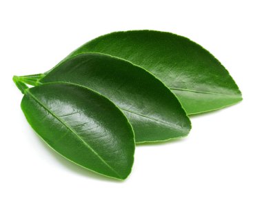 Beyaz üzerine izole edilmiş yapraklar