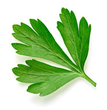 Maydanoz beyazda izole