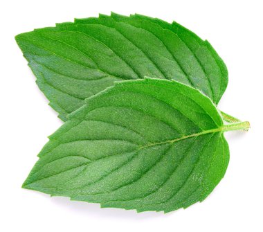 Taze nane izole kırpma yolu