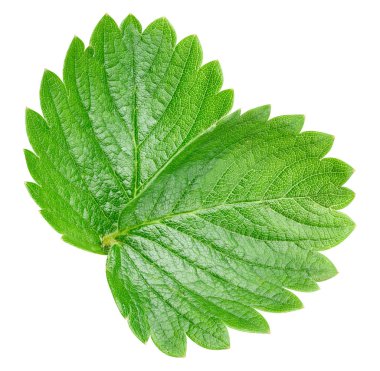 çilek yaprağı üzerinde beyaz izole