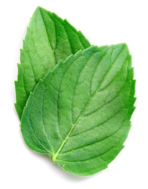 Beyaz izole yaprakları nane. Taze nane kırpma yolu