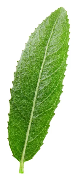 Almendras hojas verdes — Foto de Stock