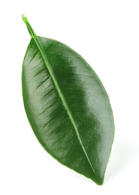 Beyaz üzerine izole edilmiş yapraklar