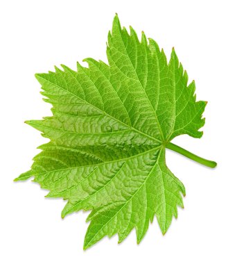 Üzüm yaprağı beyaza izole edilmiş