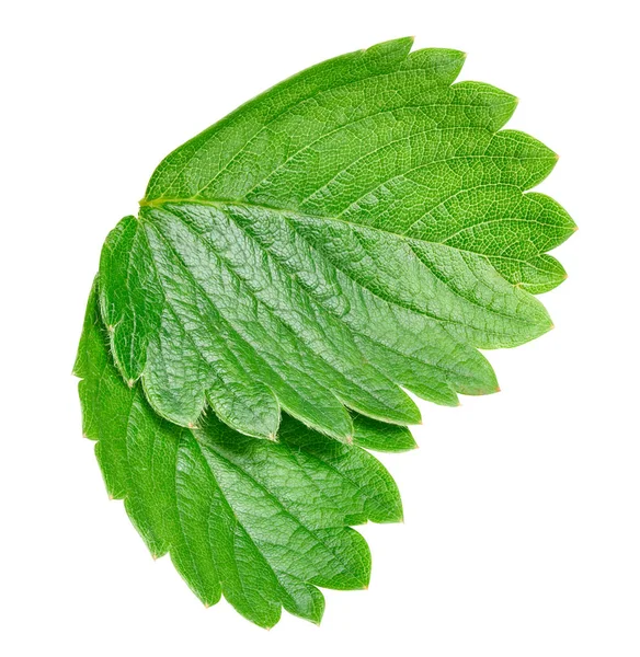 Hoja de fresa aislada en blanco —  Fotos de Stock