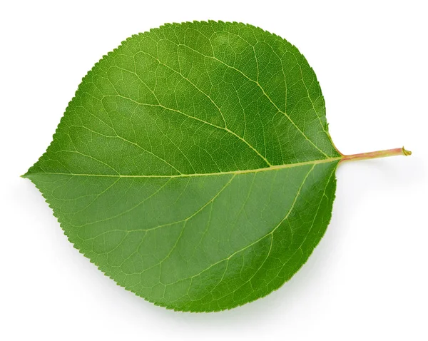 Зеленый лист Стоковое Фото