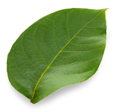 Ceviz yaprağı üzerinde beyaz izole