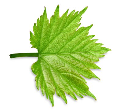 Üzüm yaprağı beyaza izole edilmiş