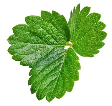 çilek yaprağı üzerinde beyaz izole