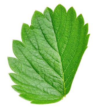 çilek yaprağı üzerinde beyaz izole