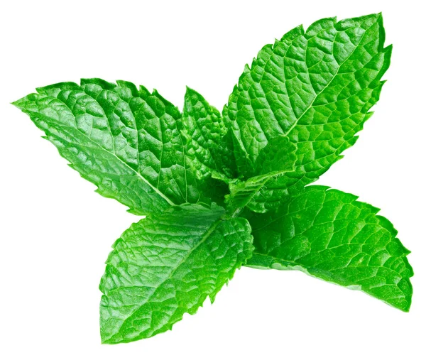 Daun mint terisolasi — Stok Foto