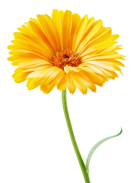 Marigold flower isolated — Stock Photo, Image