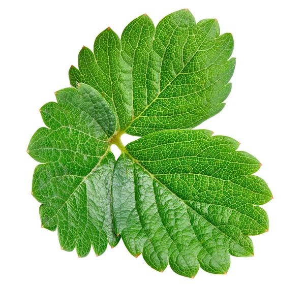 çilek yaprağı üzerinde beyaz izole