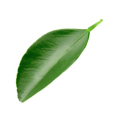 Beyaz üzerine izole edilmiş yapraklar