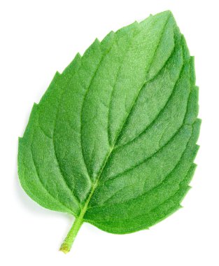 Taze nane izole kırpma yolu