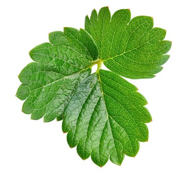 çilek yaprağı üzerinde beyaz izole