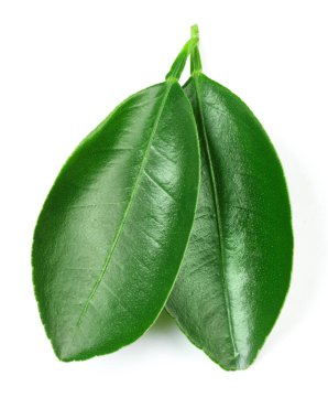 Beyaz üzerine izole edilmiş yapraklar